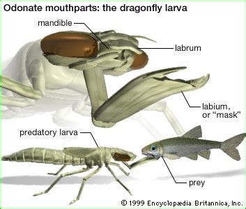 The Odonata