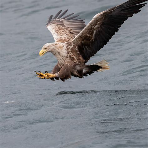 A bald eagle flying over water photo – Free United kingdom Image on ...