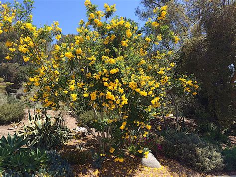 Tecoma stans and a few close relatives in flower