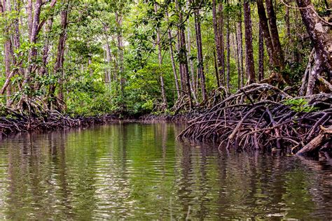 WACC | Forests, fish, and the future: Living with mangroves in Zamboanga Sibugay