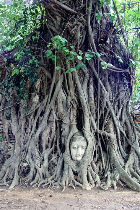 Buddha Head in Tree Roots, Wat Mahathat, Ayutthaya | Beautiful places ...