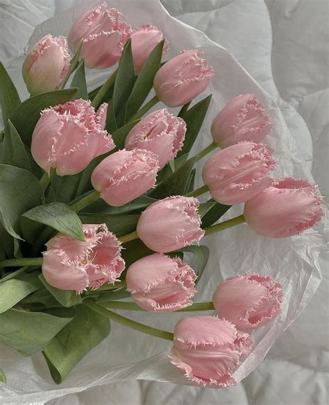 Fringed pink tulips 🌷 | Цветочные ящики, Цветы, Тюльпаны