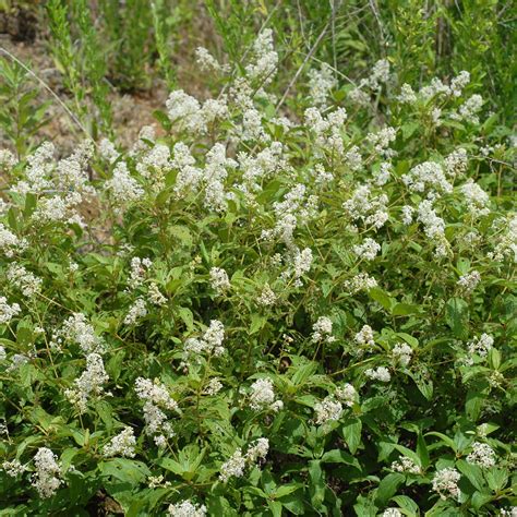 Ceanothus americanus #3 (New Jersey Tea) - Scioto Gardens Nursery