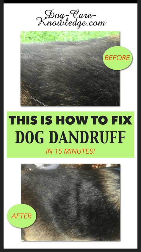 Dog Dandruff: This is How To Fix it in 15 minutes