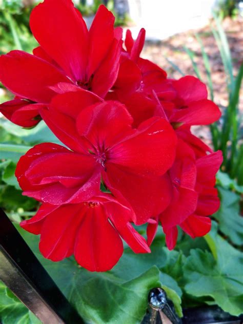 Red geranium | Red geraniums, Red flowers, Geraniums