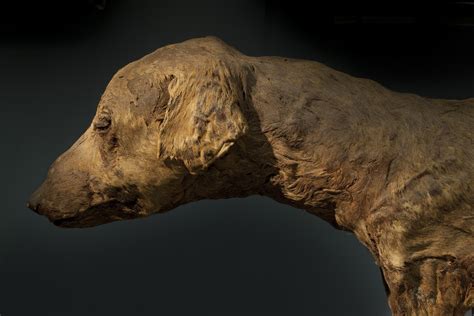 Animal Mummies - National Geographic — Richard Barnes