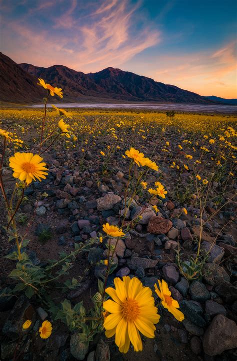 Super Bloom at Death Valley National Park - Travel Caffeine