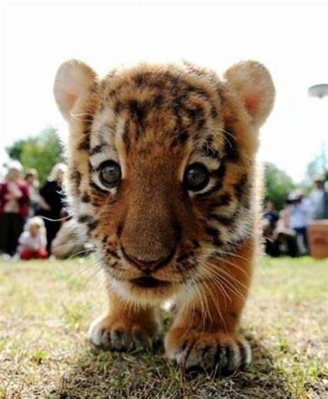 Cute baby tiger! | Pups & Stuff | Pinterest