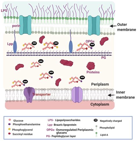 Antibiotics | Free Full-Text | Donnan Potential across the Outer ...