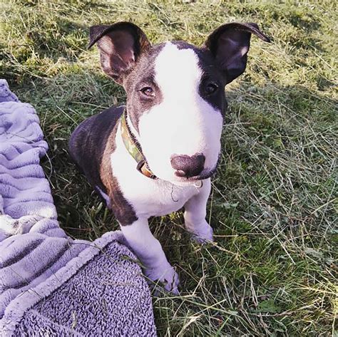 25 Bull Terrier Mixes You Need To Check Out