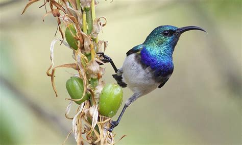 Scientists construct new family tree for perching birds