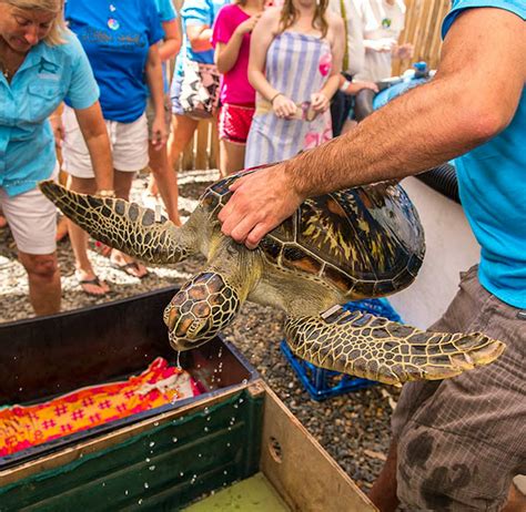 Sea Turtle Rehabilitator | Volunteer in Australia 2024