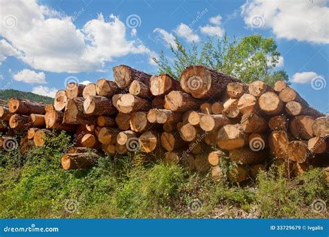 Timber works log pile stock image. Image of fuel, nature - 33729679