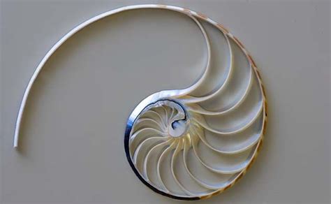 Pin by Liz Murphy on Pretty Lovely | Nautilus shell, Sea shells, Shells