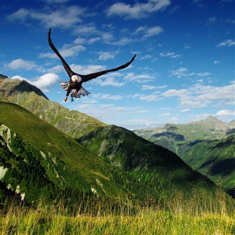 Soaring Bald Eagle stock image. Image of mountains, beautiful - 24612941