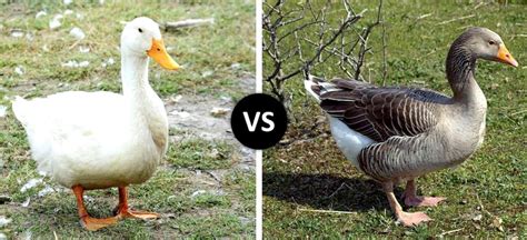 Goose vs Duck, What Is the Difference? - Hairston Creek Farm