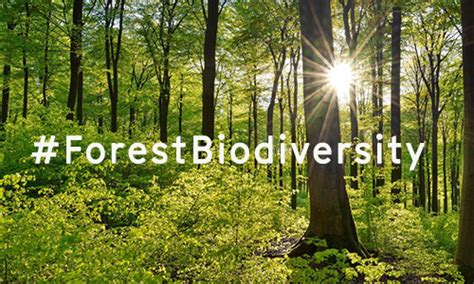 #ForestBiodiversity: A new platform to show how sustainable forest ...