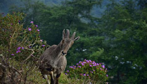 6 Best Wildlife Sanctuaries In Maharashtra To Explore In 2023!