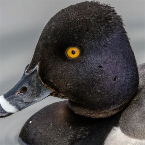 Hunting Ring-Necked Duck In Colorado: The Ultimate Challenge – Goenthusiast