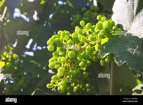 grapes in wine region Wachau Stock Photo - Alamy