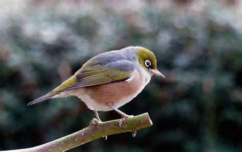 Download Bird Perched on Tree Royalty Free Stock Photo and Image