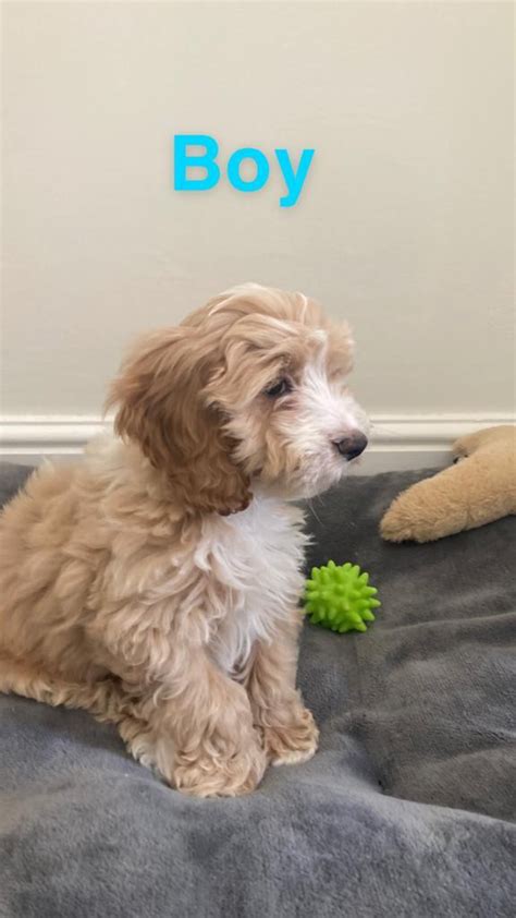 Toy Cockapoo puppies | in Hockley, Essex | Gumtree