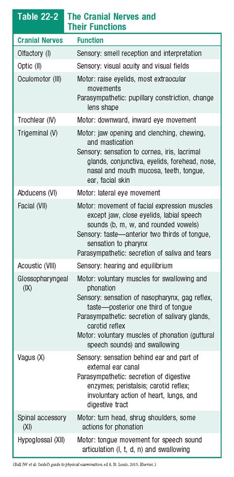 The Cranial Nerves and their functions | Cranial nerves, Cranial nerves anatomy, Nerve anatomy