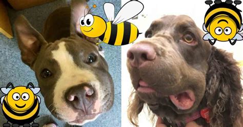 How To Treat A Bee Sting On Dog Paw