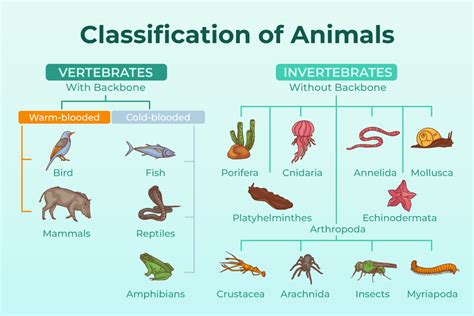 Zoology Animal Classification