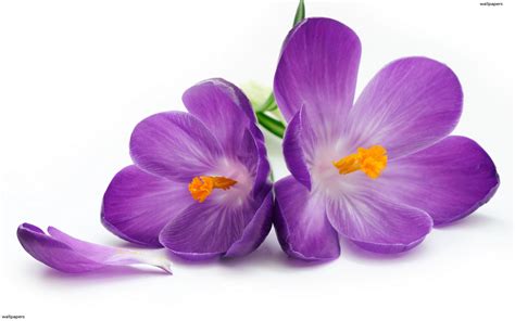 The meaning and symbolism of the word - «Violet»