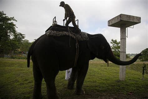 Assam's Pobitora Wildlife Sanctuary Reopens For Tourists After 7 Months ...