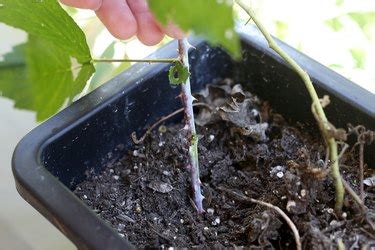 How to Plant Raspberry Cuttings | Hunker