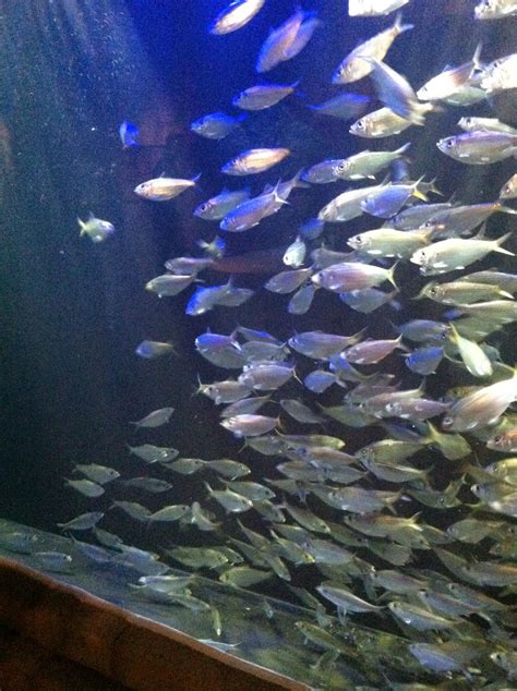 Ms. Nancy's Nook : New Orleans Day Trip: The Aquarium!!