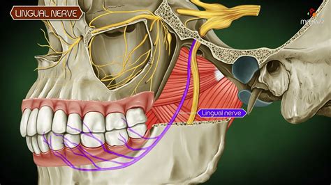 Lingual Nerve Anatomy- Course, Relations & Distribution (Animated Video ...