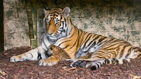 Rare Amur tiger cubs born at Highland Wildlife Park - BBC News