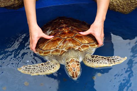 Sea Turtle Hatchery, Colombo: How To Reach, Best Time & Tips