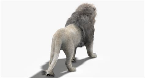 lion white fur mane 3d model