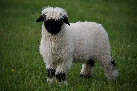 Embryos For Sale :: Valais Blacknose Sheep Northumberland