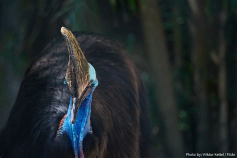 Interesting facts about cassowaries | Just Fun Facts