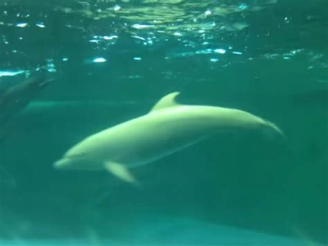 Pink albino dolphin in Japanese whale museum - Business Insider