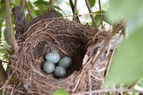 Bird'S Nest Bird - Free photo on Pixabay - Pixabay