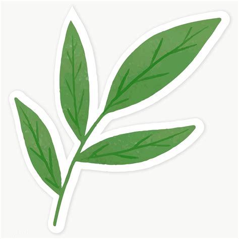 Green leaves sticker transparent png | premium image by rawpixel.com / Katie Moir | Green ...