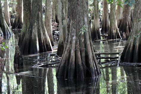 Fall foliage in Florida? Thanks, cypress trees!