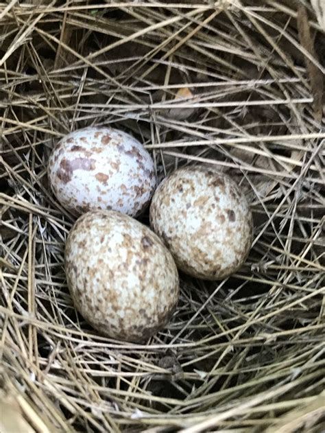 Cardinal eggs | Bird feathers, Birds, Cardinals