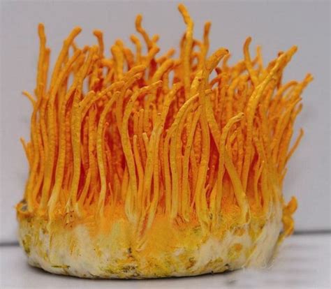 Cordyceps Militaris Mushroom, Packaging Type: Package, Rs 300000 /kg | ID: 20511639397