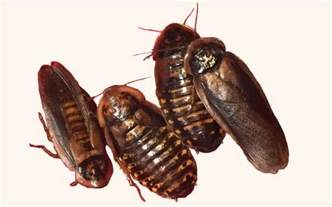 Colony Starters - Dubia Roaches for Sale - Free Shipping – The Critter Depot