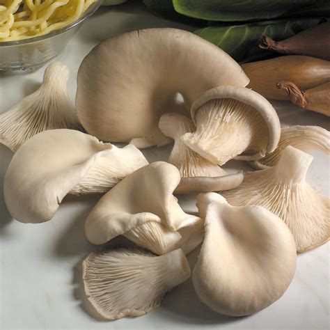 Mushroom Plugs - Oyster Mushrooms - 30 Spawn Plugs | Dobies