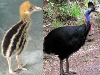 Logo Indonesia: Burung Kasuari Papua