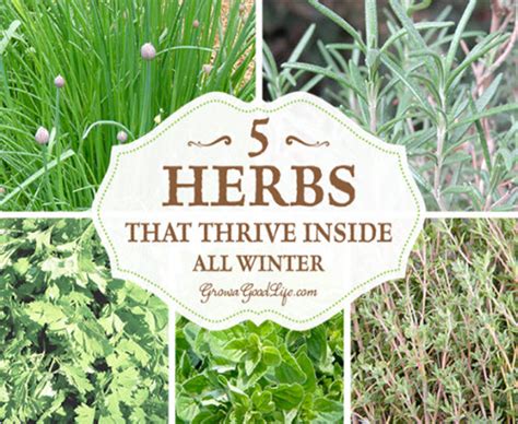 Grow Herbs Indoors: 5 Herbs That Thrive Inside All Winter - Homestead ...