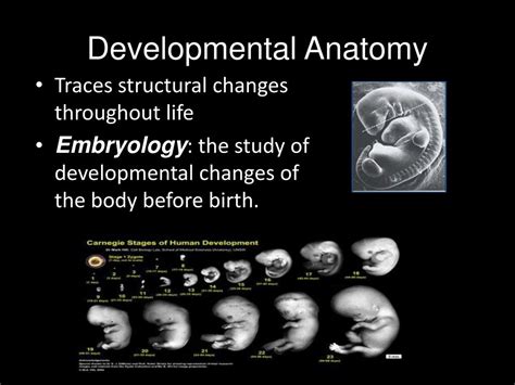 PPT - Chapter 1 Human Body PowerPoint Presentation, free download - ID ...